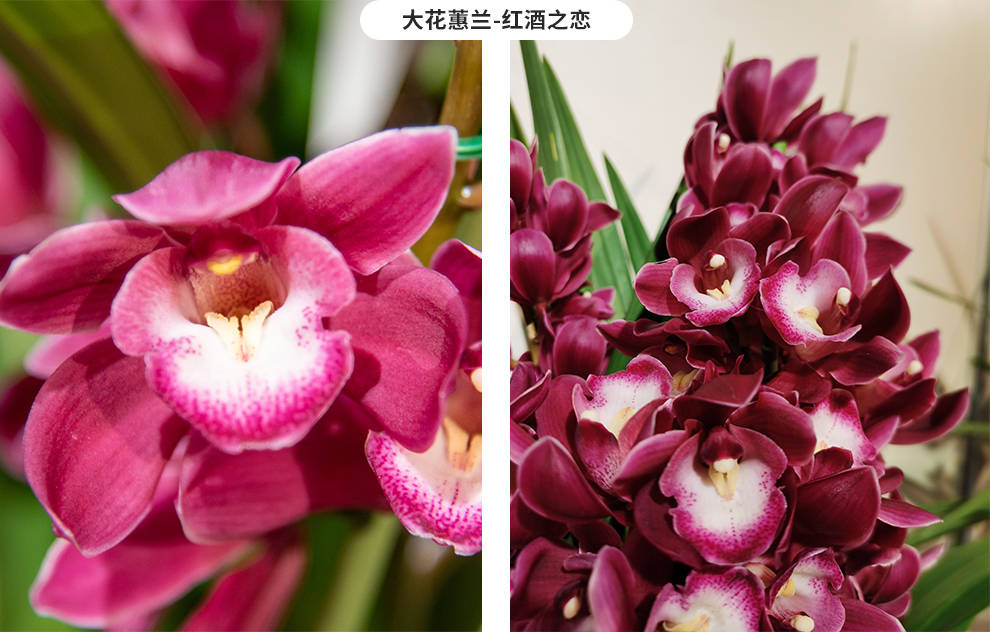 兰花春化到底是啥呢？啥季节啥温度合适呢？