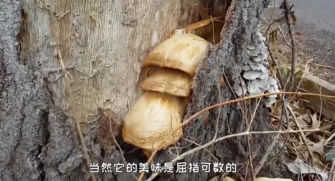 蘑菇币(蘑菇币兑换码)