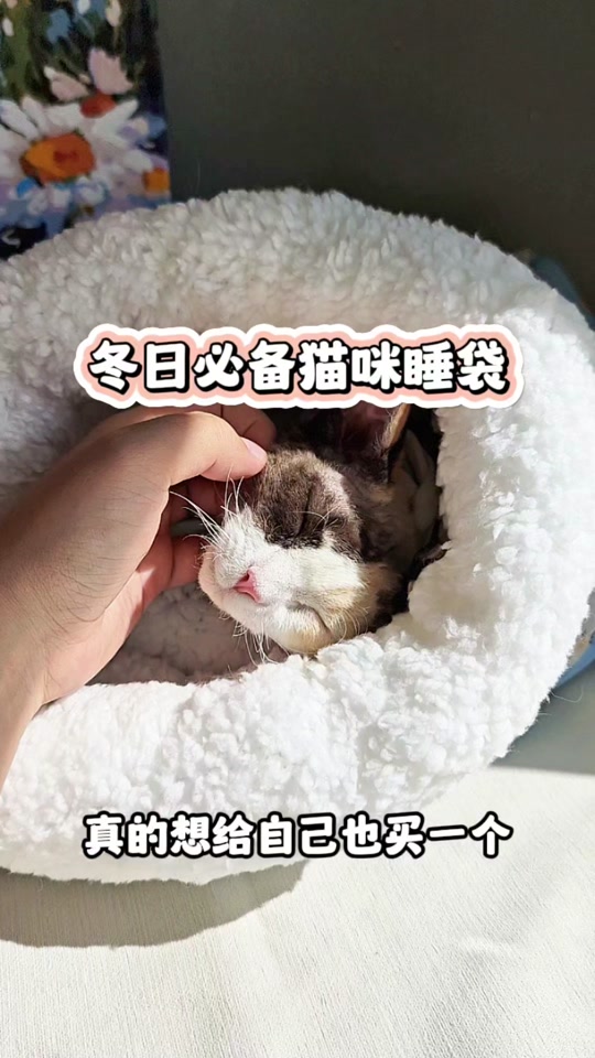 喵喵币(喵喵币短剧)