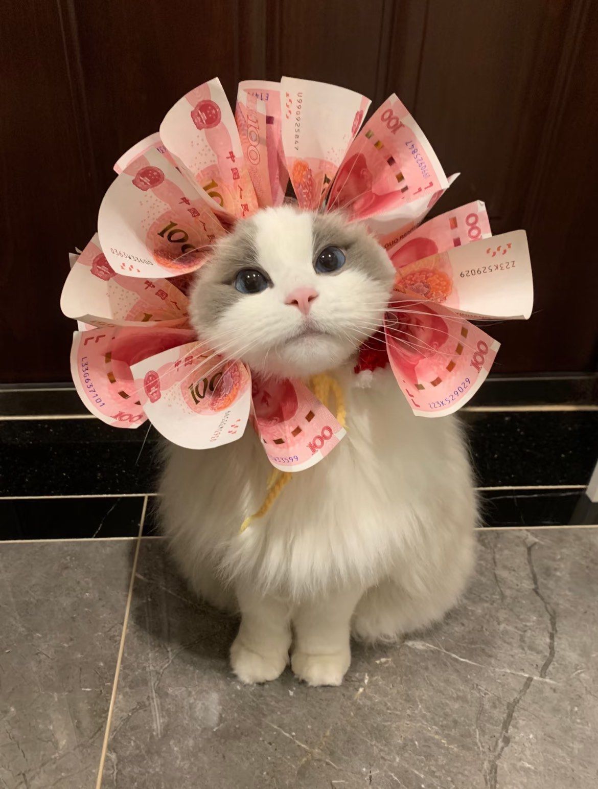 喵喵币(喵喵币怎么用)